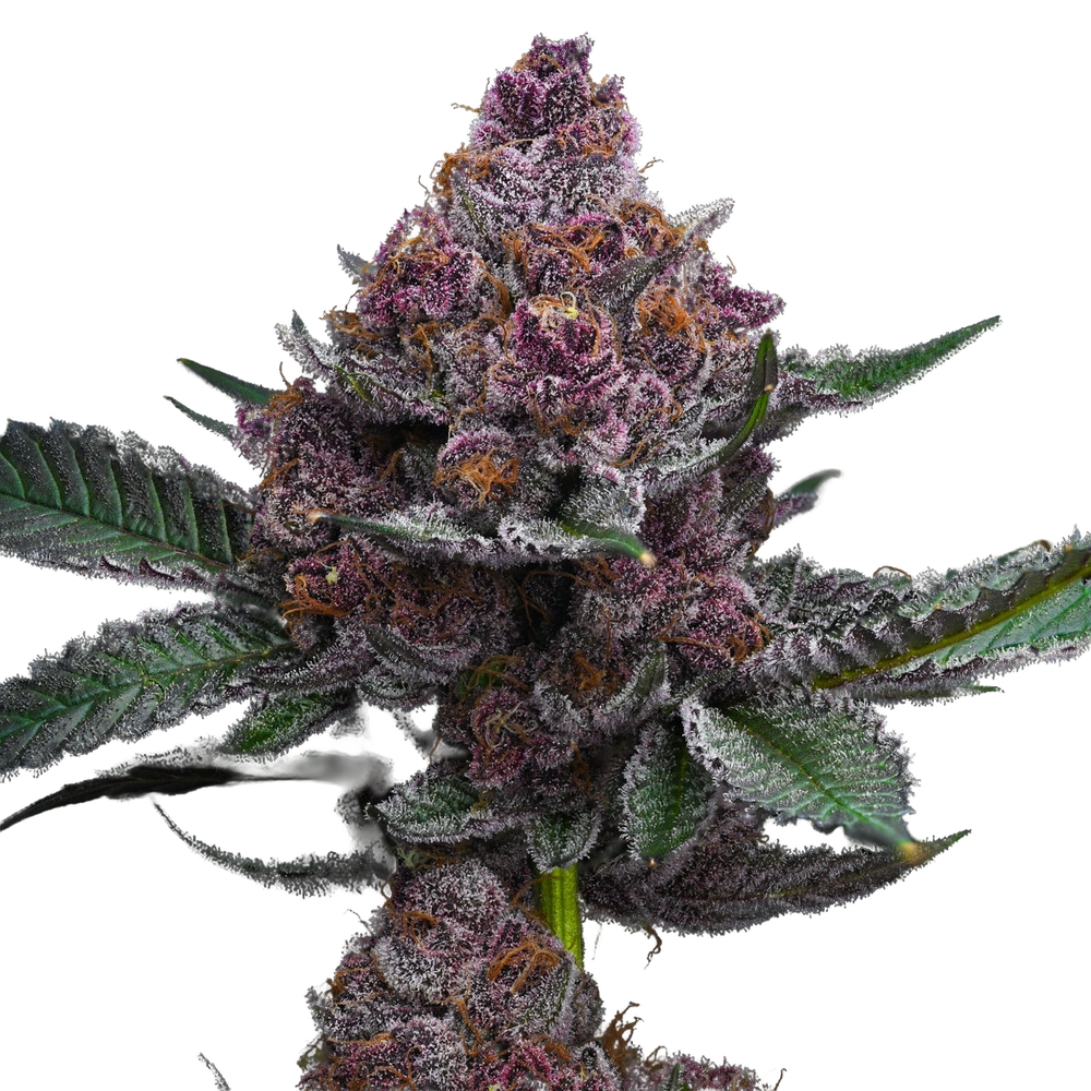 Cherry Poppers | PHOTOFEM | Barneys Farm - Freigestellt 2026-05-31