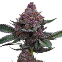 Cherry Poppers | PHOTOFEM | Barneys Farm - Freigestellt 2026-05-31
