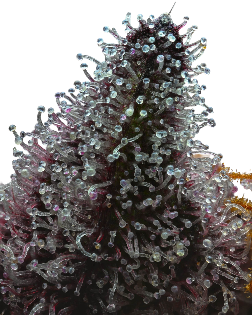 Cherry Poppers | PHOTOFEM | Barneys Farm - Freigestellt 2026-05-31