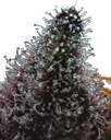 Cherry Poppers | PHOTOFEM | Barneys Farm - Freigestellt 2026-05-31
