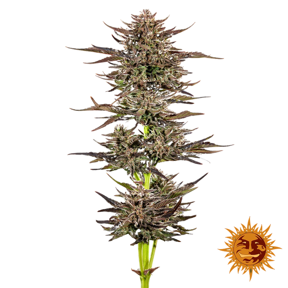 Frosted Zinn x 3 Bears OG | AUTOFEM | Barneys Farm - Freigestellt 2026-05-31