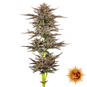 Frosted Zinn x 3 Bears OG | AUTOFEM | Barneys Farm - Freigestellt 2026-05-31