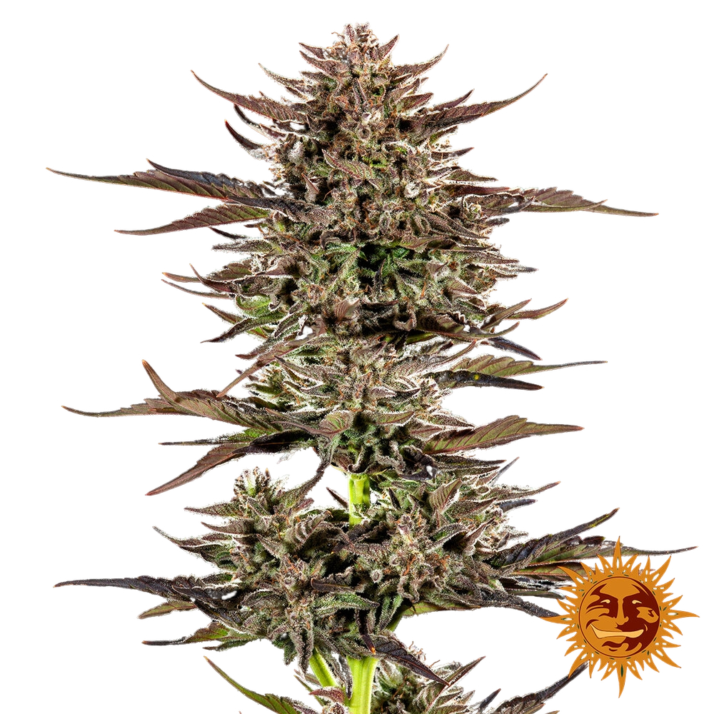 Frosted Zinn x 3 Bears OG | AUTOFEM | Barneys Farm - Freigestellt 2026-05-31