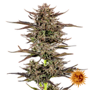 Frosted Zinn x 3 Bears OG | AUTOFEM | Barneys Farm - Freigestellt 2026-05-31