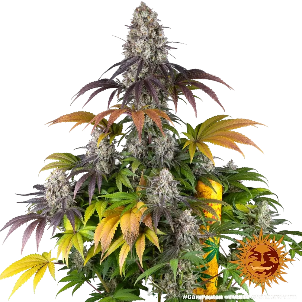 Gary Payton | PHOTOFEM | Barneys Farm - Freigestellt 2026-05-31