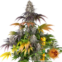 Gary Payton | PHOTOFEM | Barneys Farm - Freigestellt 2026-05-31