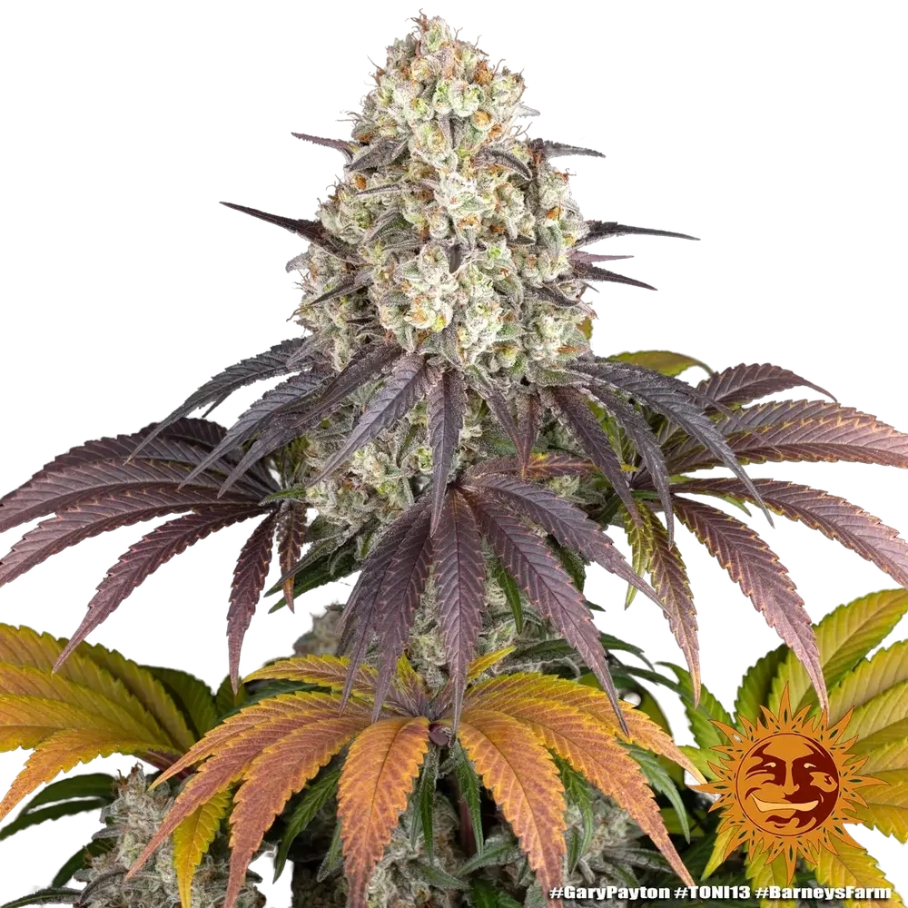Gary Payton | PHOTOFEM | Barneys Farm - Freigestellt 2026-05-31