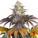 Gary Payton | PHOTOFEM | Barneys Farm - Freigestellt 2026-05-31
