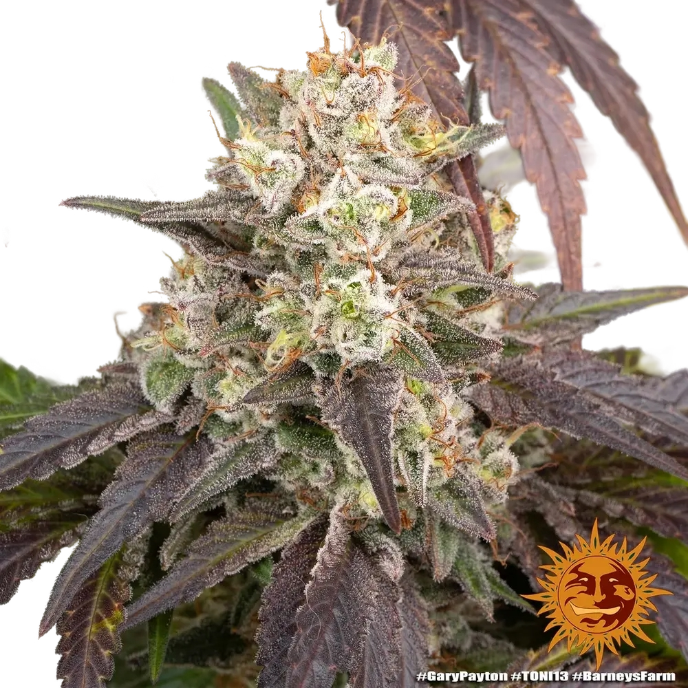 Gary Payton | PHOTOFEM | Barneys Farm - Freigestellt 2026-05-31