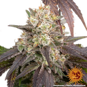 Gary Payton | PHOTOFEM | Barneys Farm - Freigestellt 2026-05-31
