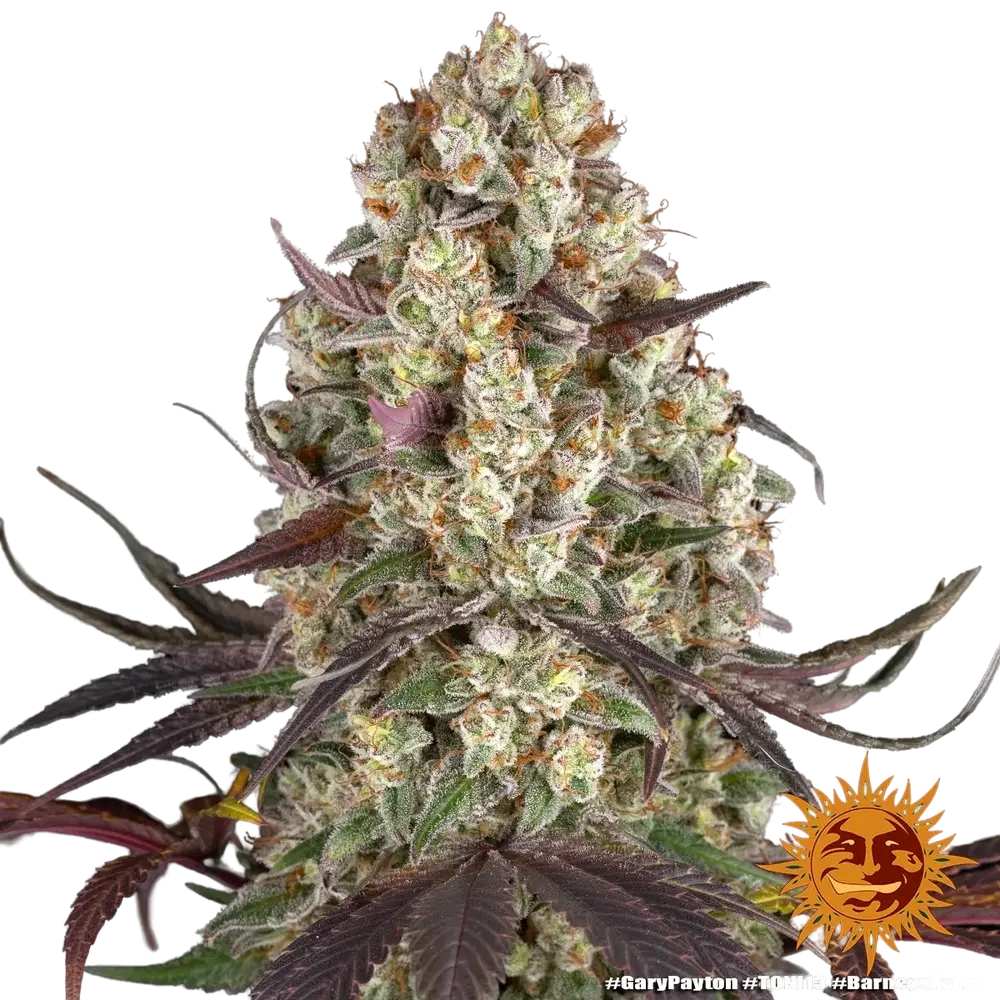 Gary Payton | PHOTOFEM | Barneys Farm - Freigestellt 2026-05-31