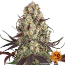 Gary Payton | PHOTOFEM | Barneys Farm - Freigestellt 2026-05-31