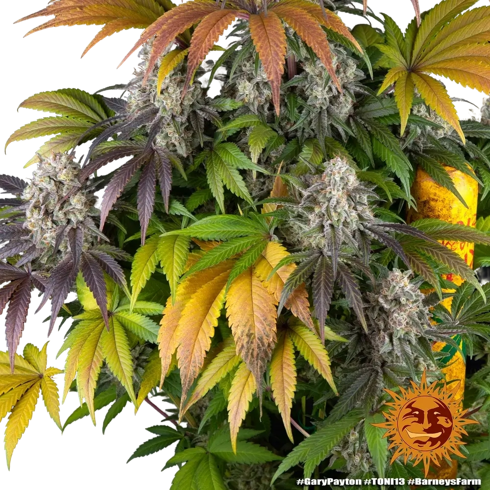 Gary Payton | PHOTOFEM | Barneys Farm - Freigestellt 2026-05-31