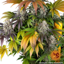 Gary Payton | PHOTOFEM | Barneys Farm - Freigestellt 2026-05-31