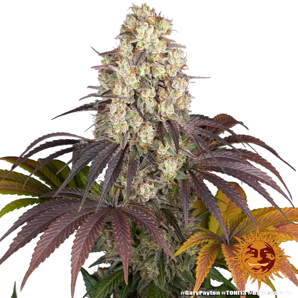 Gary Payton | PHOTOFEM | Barneys Farm - Freigestellt 2026-05-31