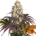 Gary Payton | PHOTOFEM | Barneys Farm - Freigestellt 2026-05-31