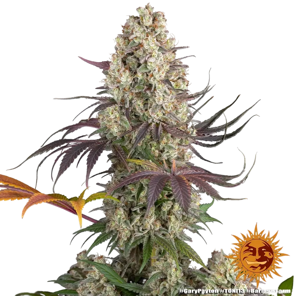 Gary Payton | PHOTOFEM | Barneys Farm - Freigestellt 2026-05-31