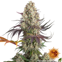 Gary Payton | PHOTOFEM | Barneys Farm - Freigestellt 2026-05-31