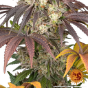 Gary Payton | PHOTOFEM | Barneys Farm - Freigestellt 2026-05-31