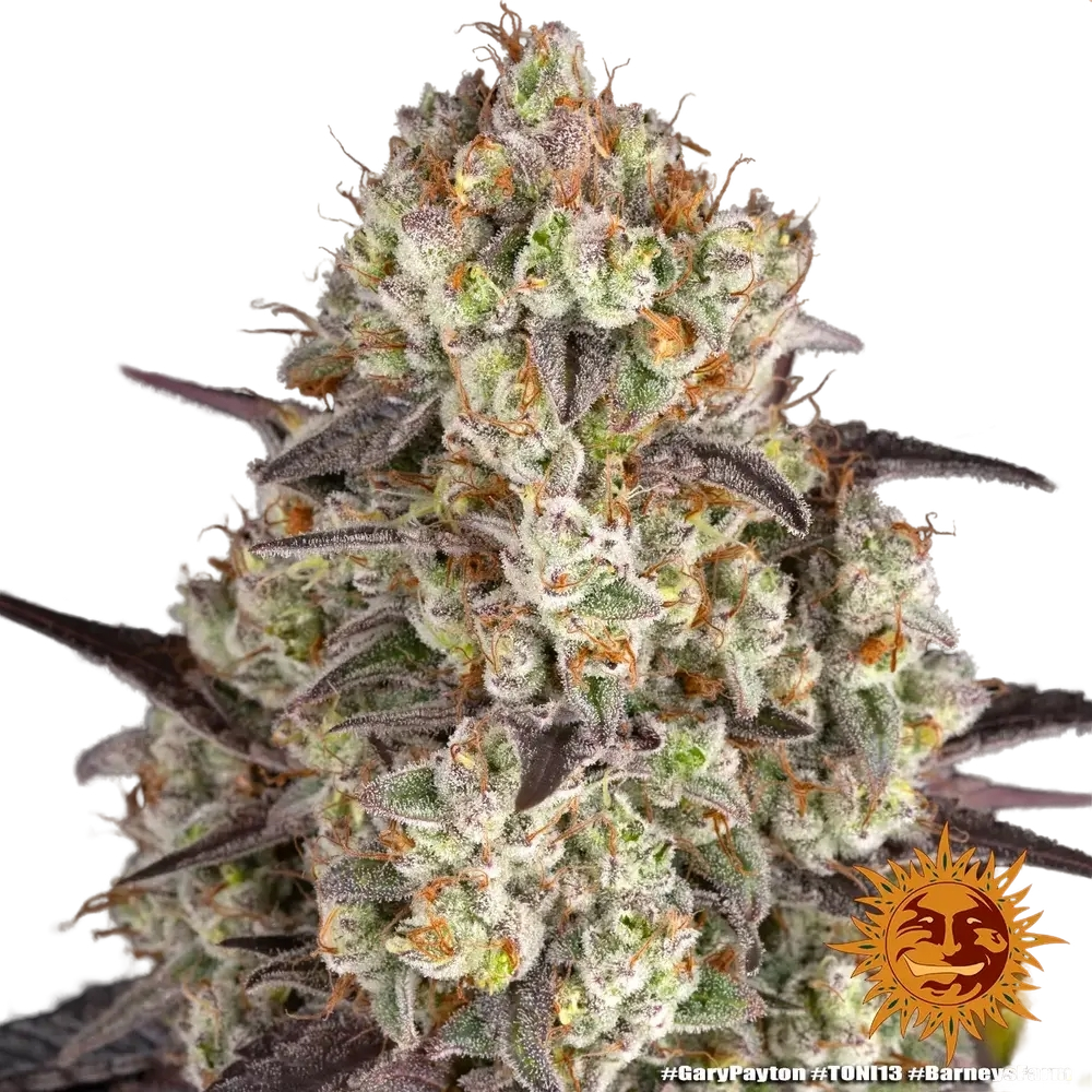 Gary Payton | PHOTOFEM | Barneys Farm - Freigestellt 2026-05-31