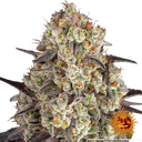 Gary Payton | PHOTOFEM | Barneys Farm - Freigestellt 2026-05-31