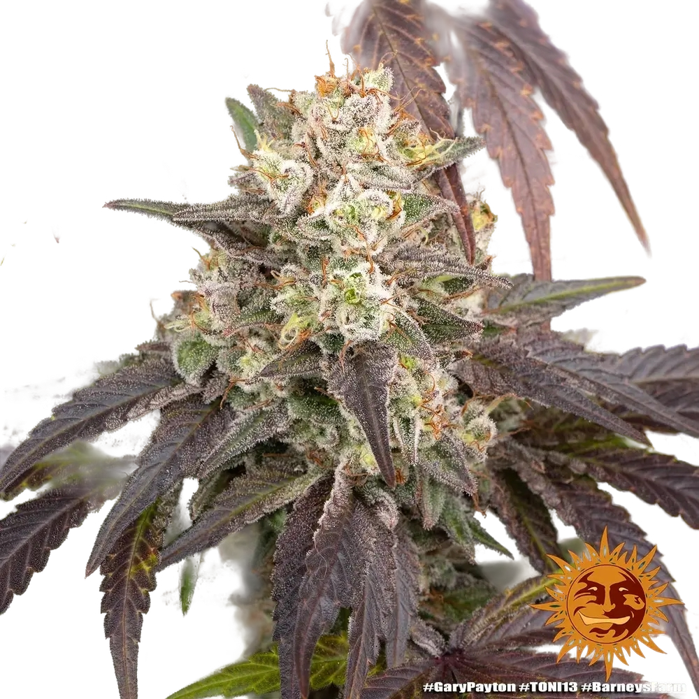Gary Payton | PHOTOFEM | Barneys Farm - Freigestellt 2026-05-31