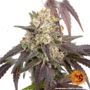 Gary Payton | PHOTOFEM | Barneys Farm - Freigestellt 2026-05-31