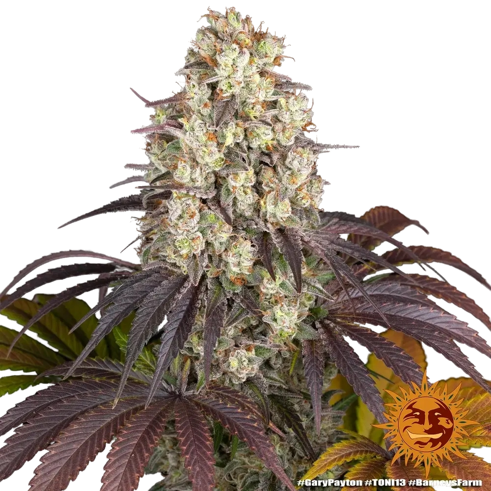 Gary Payton | PHOTOFEM | Barneys Farm - Freigestellt 2026-05-31