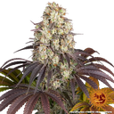 Gary Payton | PHOTOFEM | Barneys Farm - Freigestellt 2026-05-31