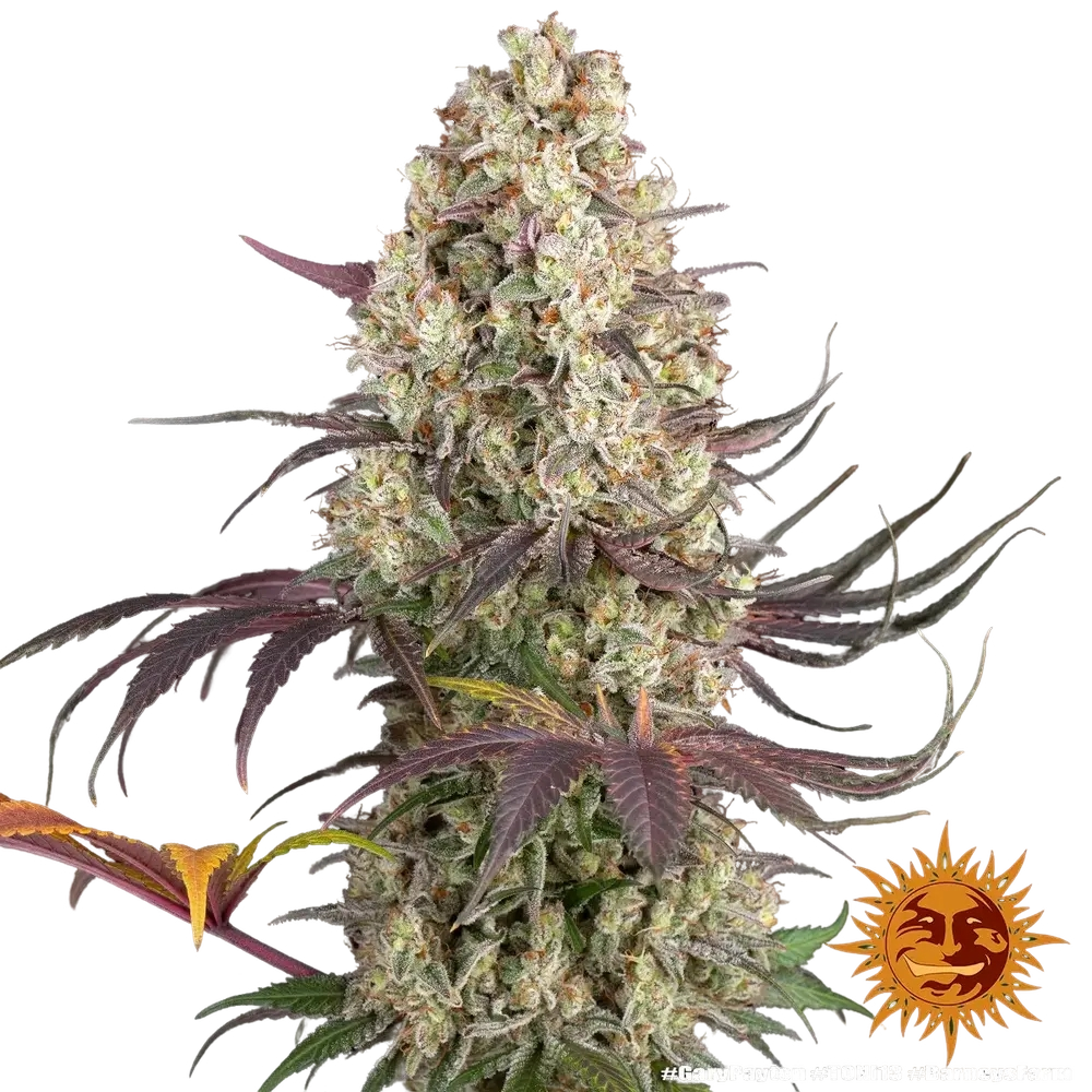 Gary Payton | PHOTOFEM | Barneys Farm - Freigestellt 2026-05-31