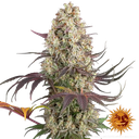 Gary Payton | PHOTOFEM | Barneys Farm - Freigestellt 2026-05-31