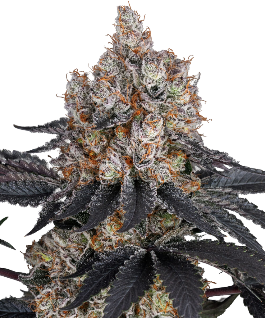 Gelato | PHOTOFEM | Barneys Farm - Freigestellt 2026-05-31