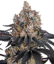 Gelato | PHOTOFEM | Barneys Farm - Freigestellt 2026-05-31