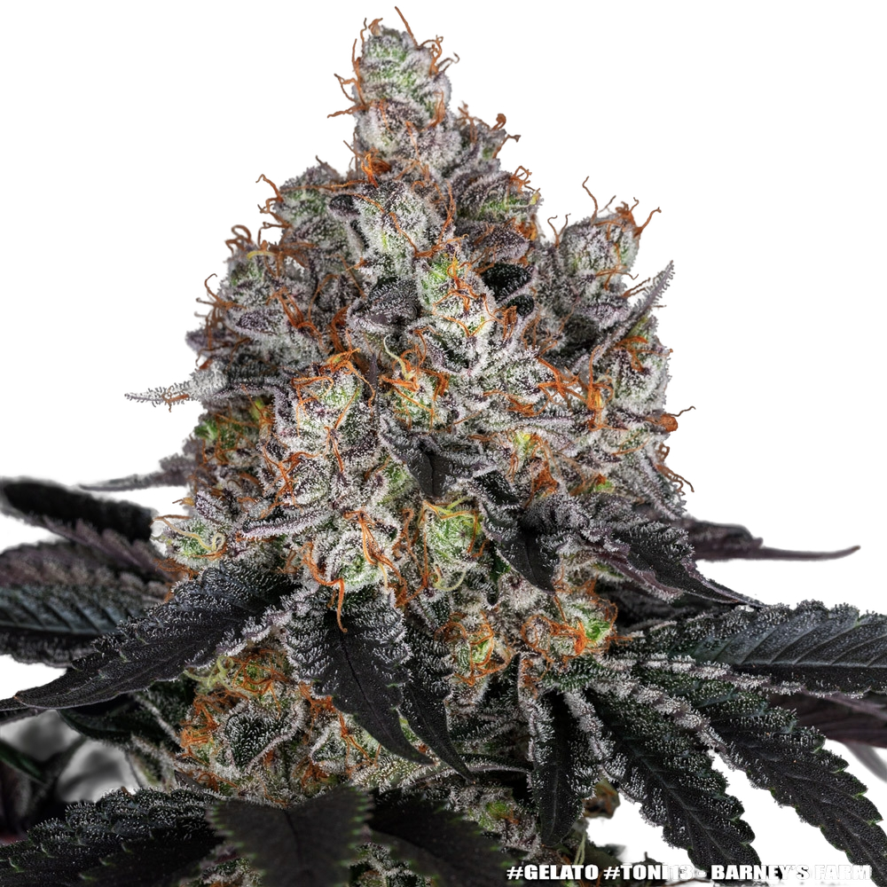 Gelato | PHOTOFEM | Barneys Farm - Freigestellt 2026-05-31