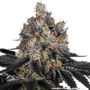 Gelato | PHOTOFEM | Barneys Farm - Freigestellt 2026-05-31