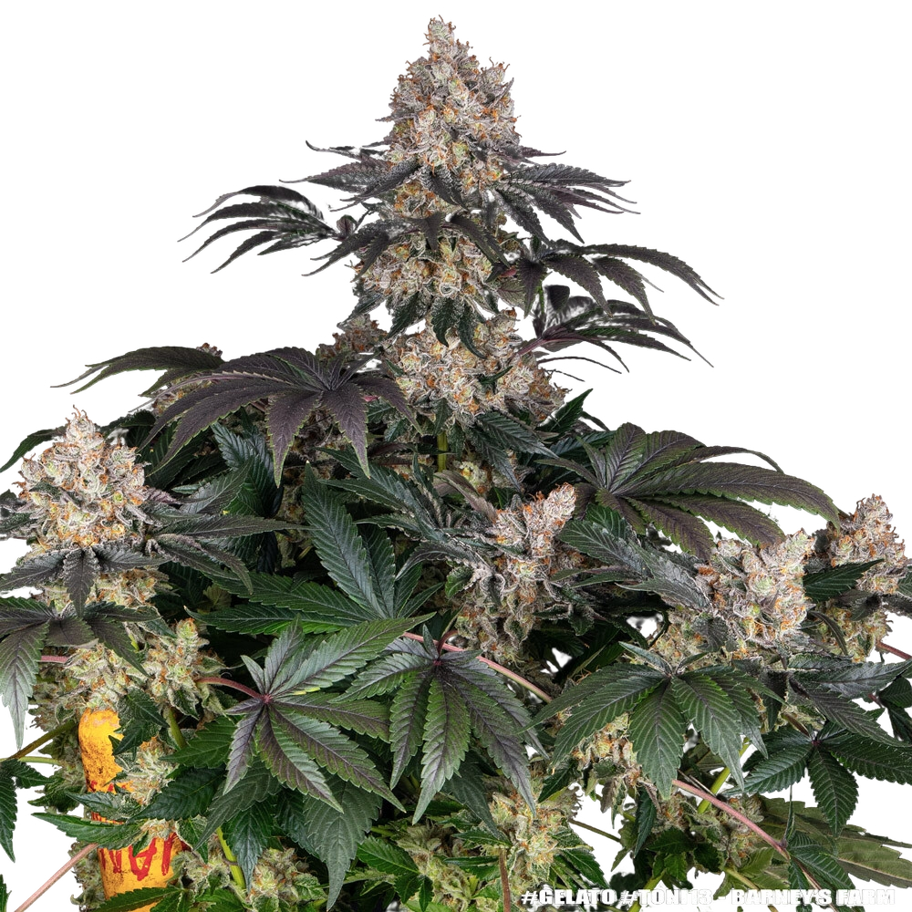 Gelato | PHOTOFEM | Barneys Farm - Freigestellt 2026-05-31