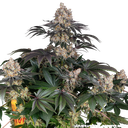 Gelato | PHOTOFEM | Barneys Farm - Freigestellt 2026-05-31