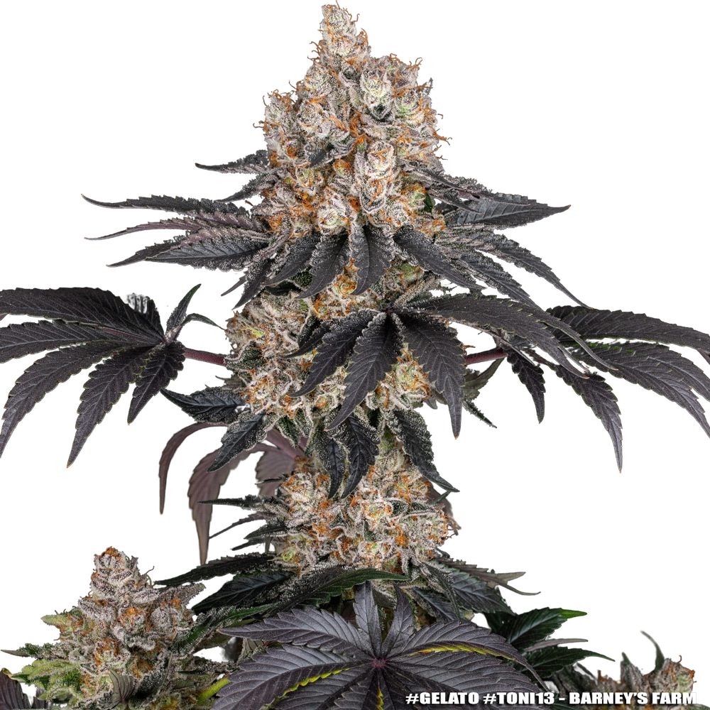 Gelato | PHOTOFEM | Barneys Farm - Freigestellt 2026-05-31