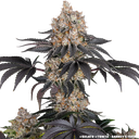 Gelato | PHOTOFEM | Barneys Farm - Freigestellt 2026-05-31