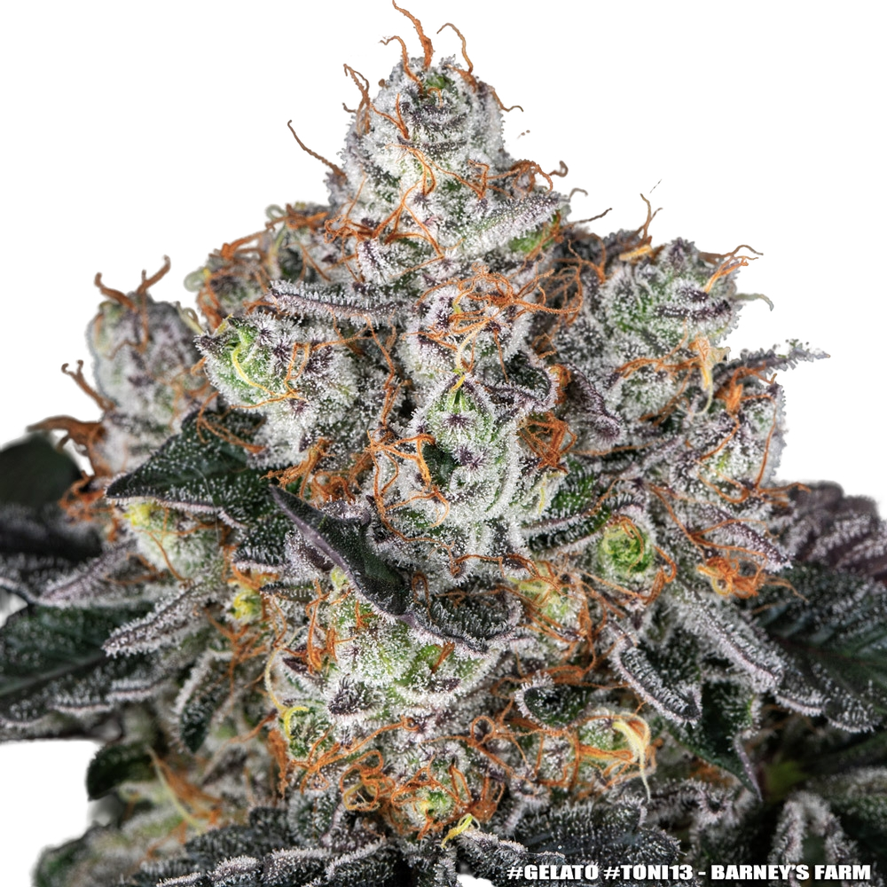 Gelato | PHOTOFEM | Barneys Farm - Freigestellt 2026-05-31