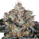 Gelato | PHOTOFEM | Barneys Farm - Freigestellt 2026-05-31