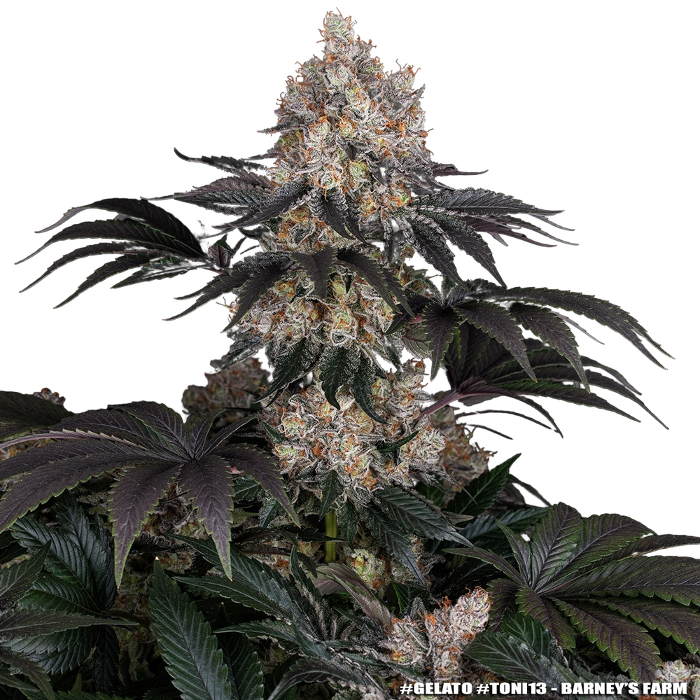 Gelato | PHOTOFEM | Barneys Farm - Freigestellt 2026-05-31
