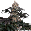 Gelato | PHOTOFEM | Barneys Farm - Freigestellt 2026-05-31