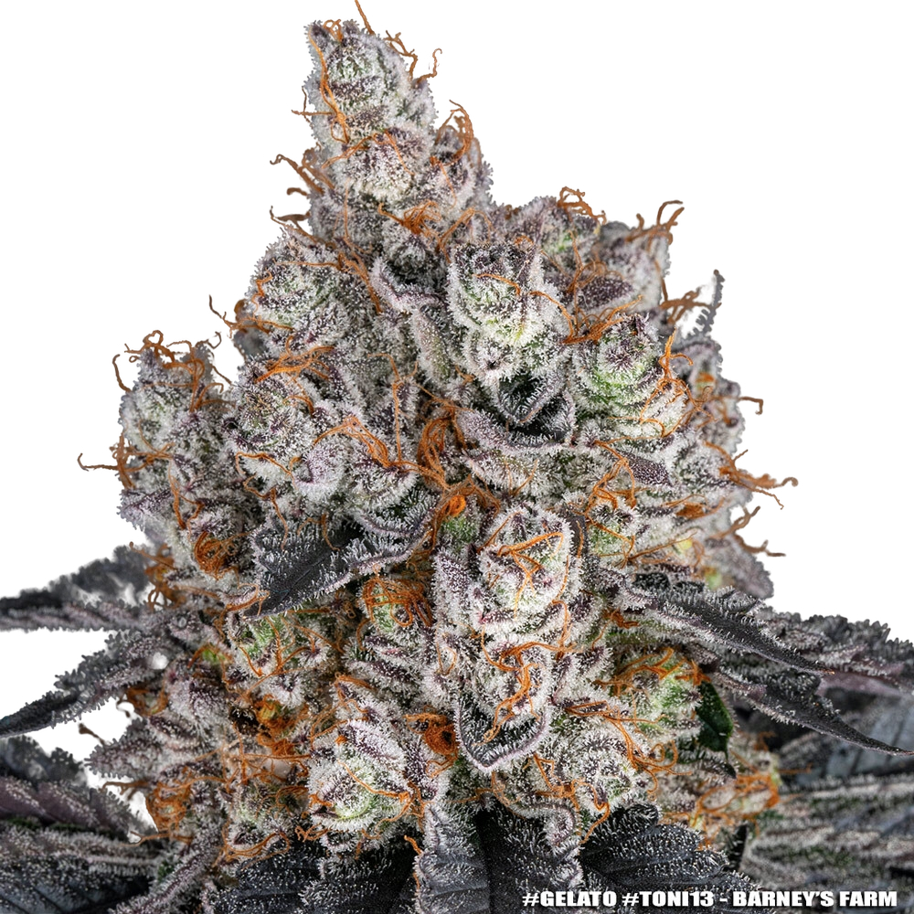 Gelato | PHOTOFEM | Barneys Farm - Freigestellt 2026-05-31