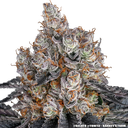 Gelato | PHOTOFEM | Barneys Farm - Freigestellt 2026-05-31