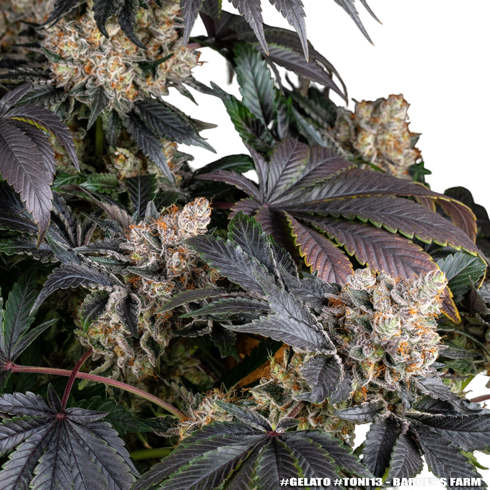 Gelato | PHOTOFEM | Barneys Farm - Freigestellt 2026-05-31