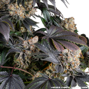 Gelato | PHOTOFEM | Barneys Farm - Freigestellt 2026-05-31