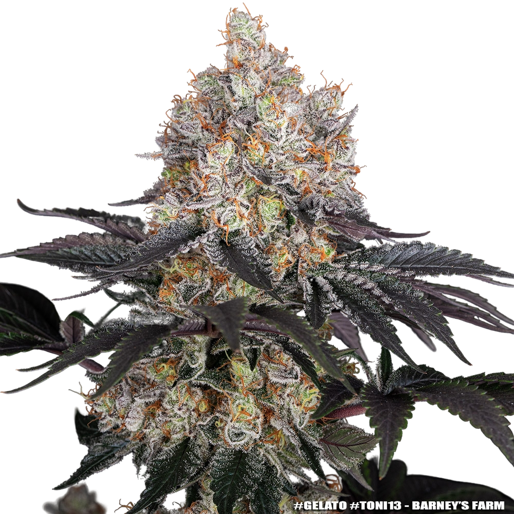 Gelato | PHOTOFEM | Barneys Farm - Freigestellt 2026-05-31