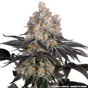 Gelato | PHOTOFEM | Barneys Farm - Freigestellt 2026-05-31