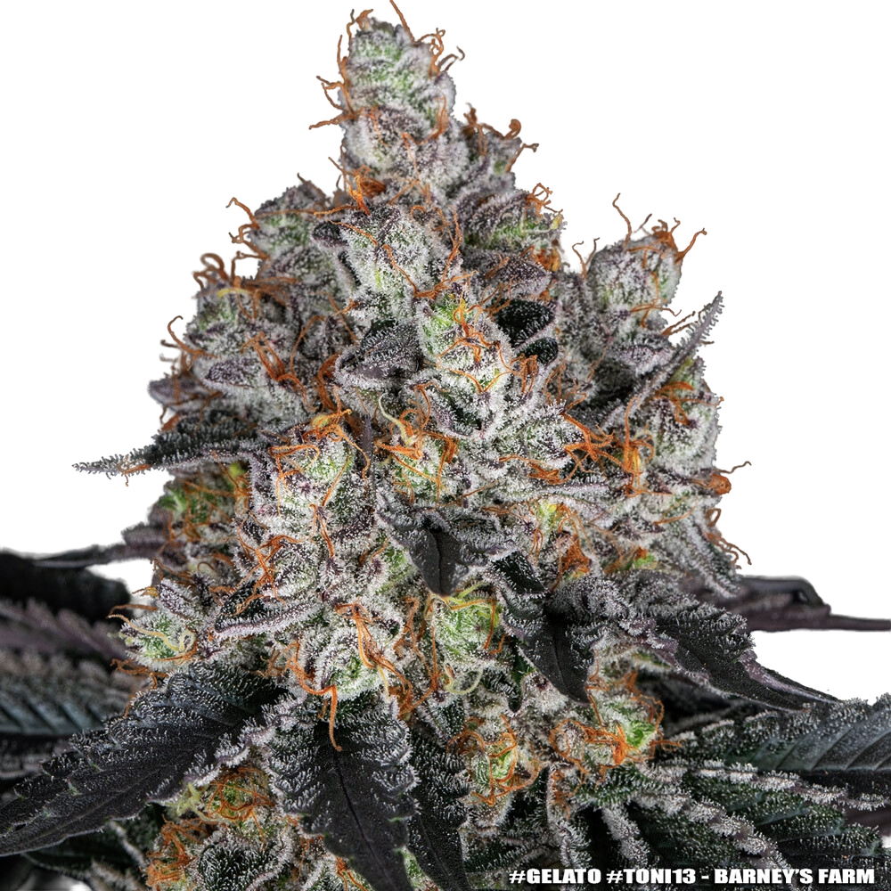 Gelato | PHOTOFEM | Barneys Farm - Freigestellt 2026-05-31